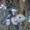 Eucalyptusglobulus70